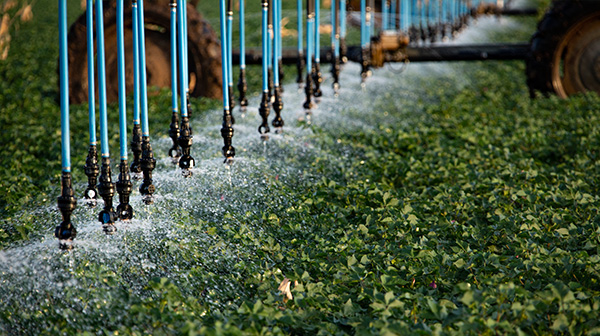 Sprinklers irrigating leafy greens