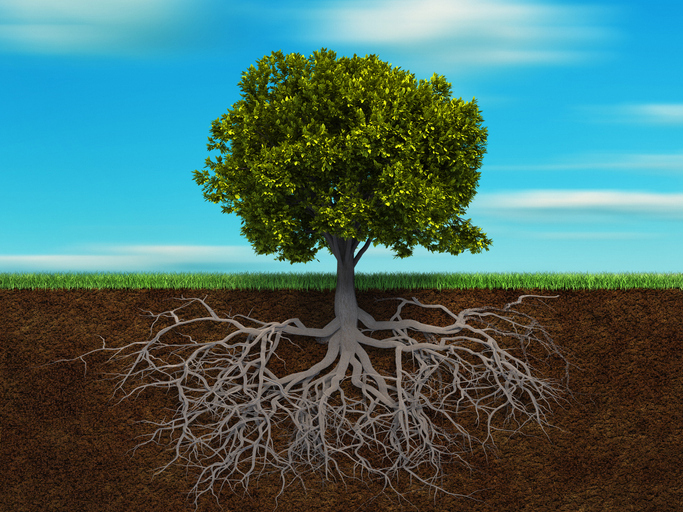 How to Achieve Healthy Soil for Your Orchard's Success