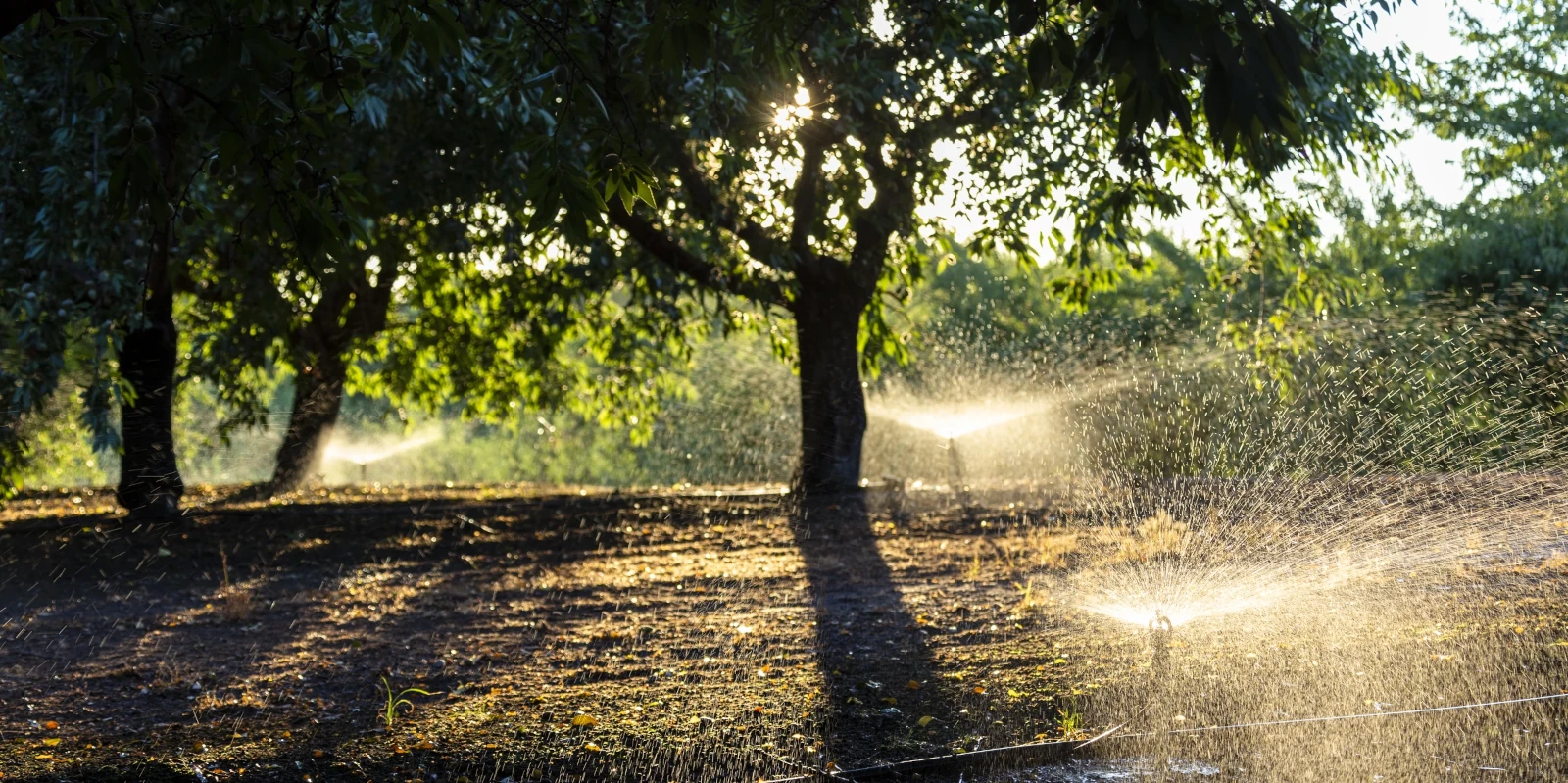 Nelson almond orchard sprinkler irrigation system in California