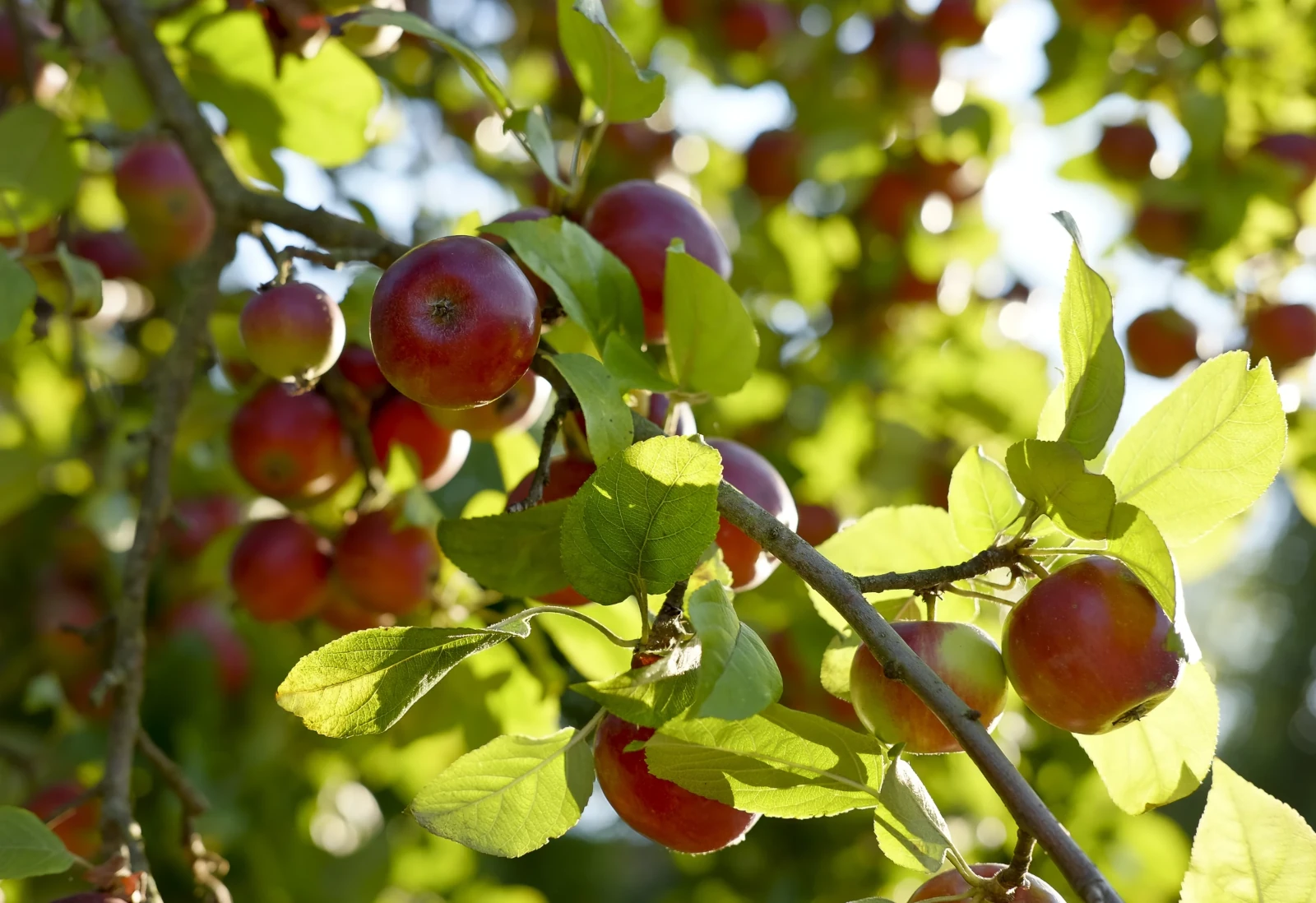 Apples irrigated with Nelson Irrigation products.