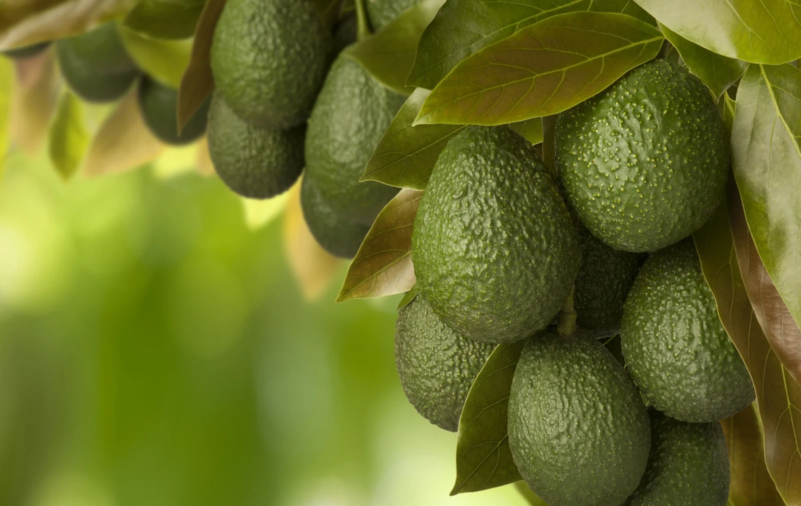 Nelson Irrigation irrigated avocados.