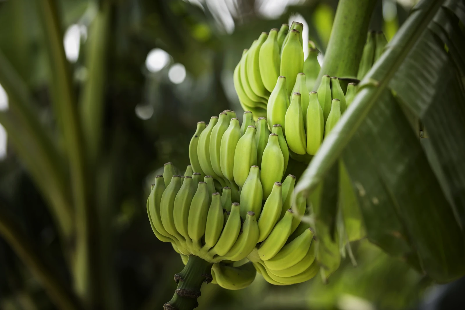 Bananas on tree irrigated with Nelson products