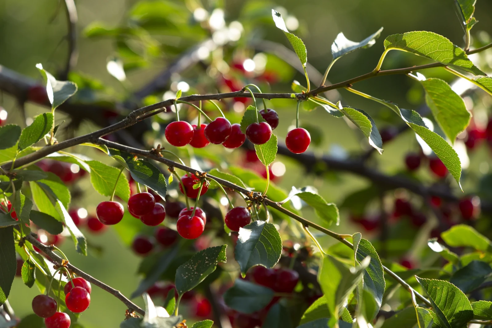 Nelson cherry orchard sprinkler irrigation system