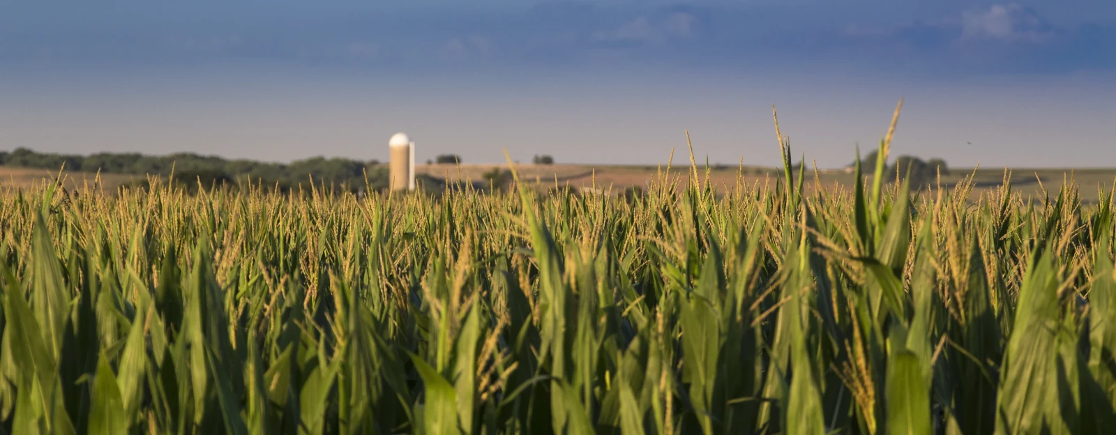 Nelson corn sprinkler irrigation system for farms
