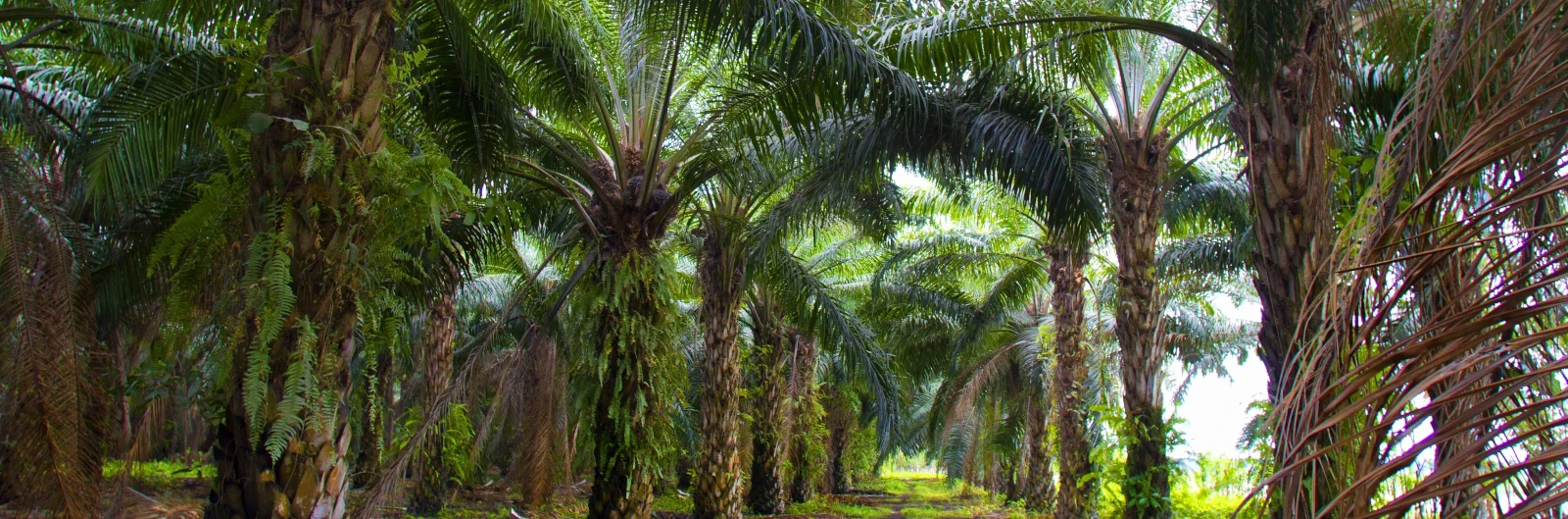 Nelson oil palm sprinkler irrigation system for farms