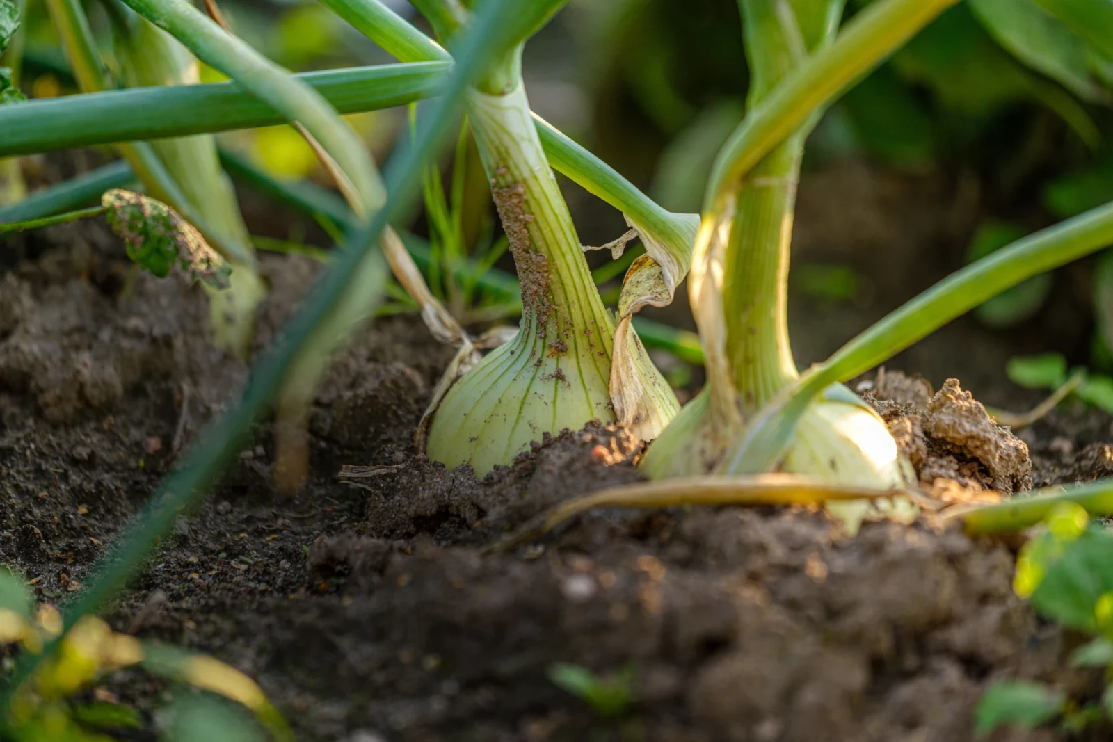 Nelson onion sprinkler irrigation system for farms