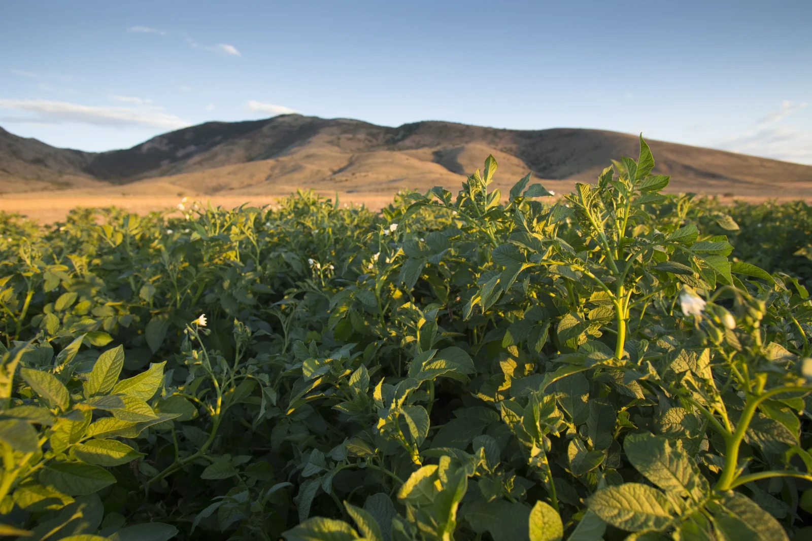 Nelson potato sprinkler irrigation system for farms