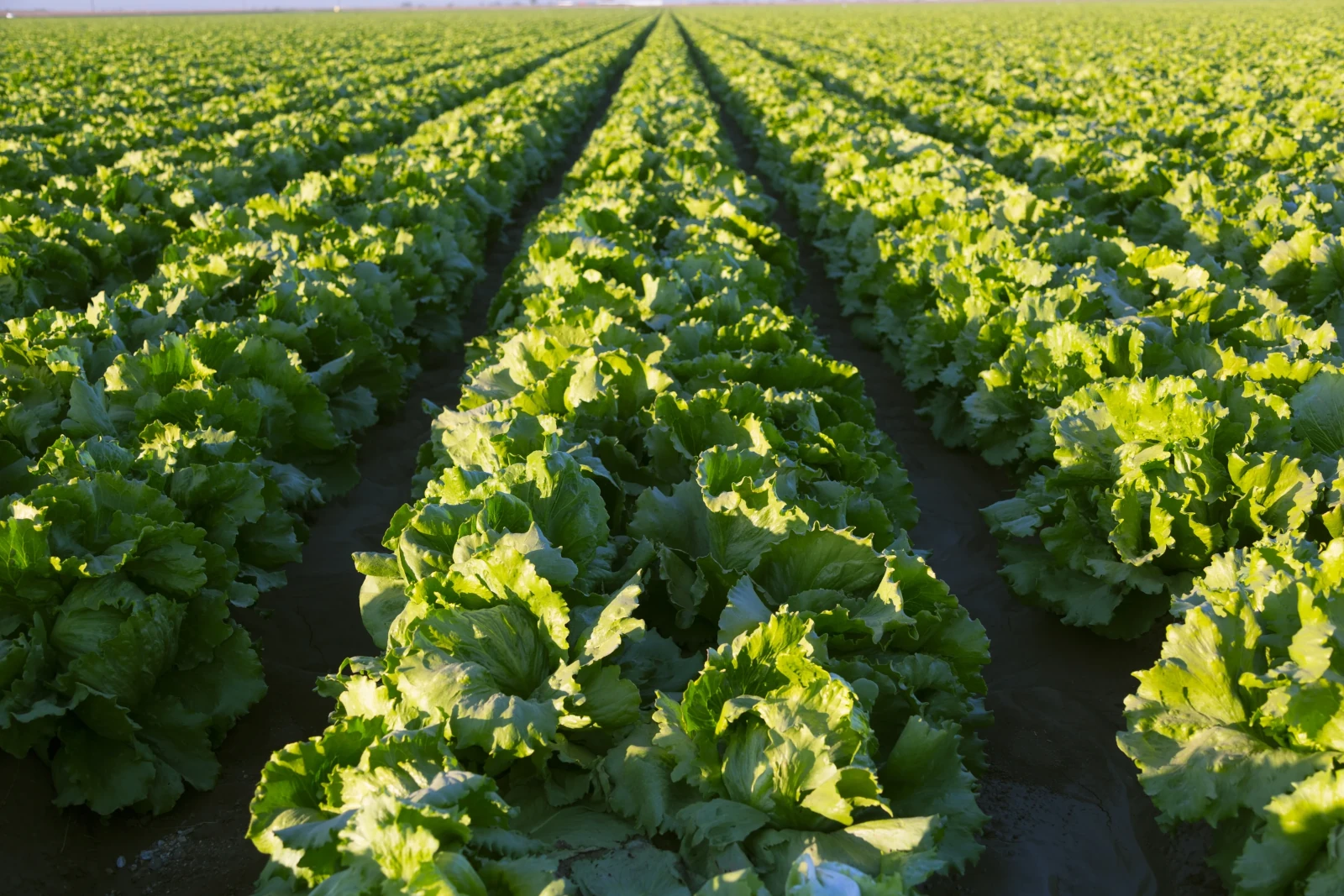 Nelson vegetable sprinkler irrigation system for farms